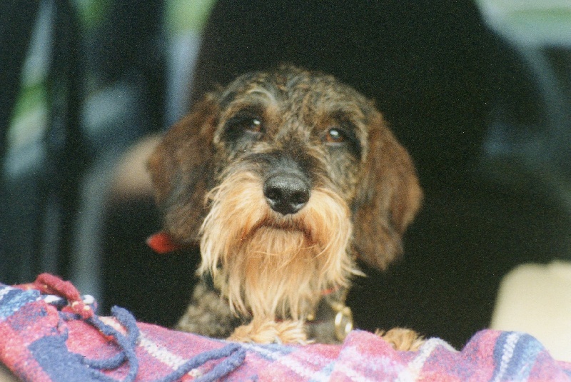CH. Lulu du Chevalier Michel