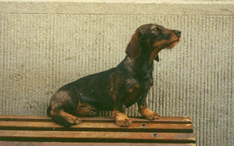 Iza du Chevalier Michel