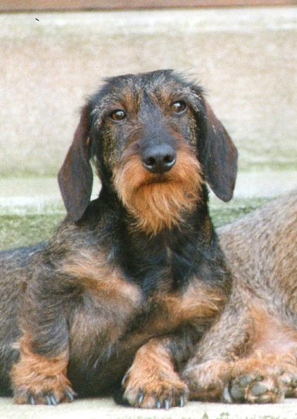 Patty du Chevalier Michel