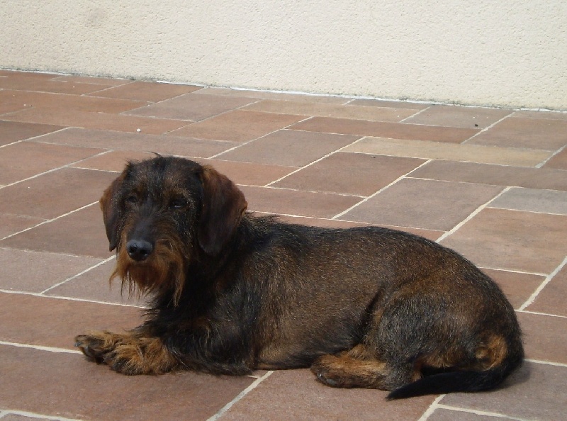 Briska du Chevalier Michel