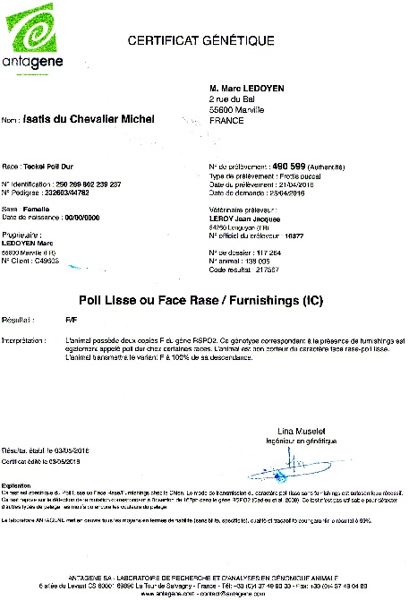 du Chevalier Michel - Isatis non porteuse du gène poil ras