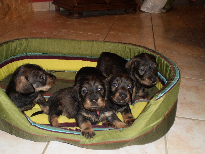 chiots