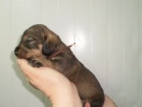 CHIOT
