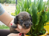 CHIOT