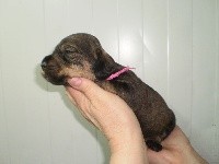 CHIOT