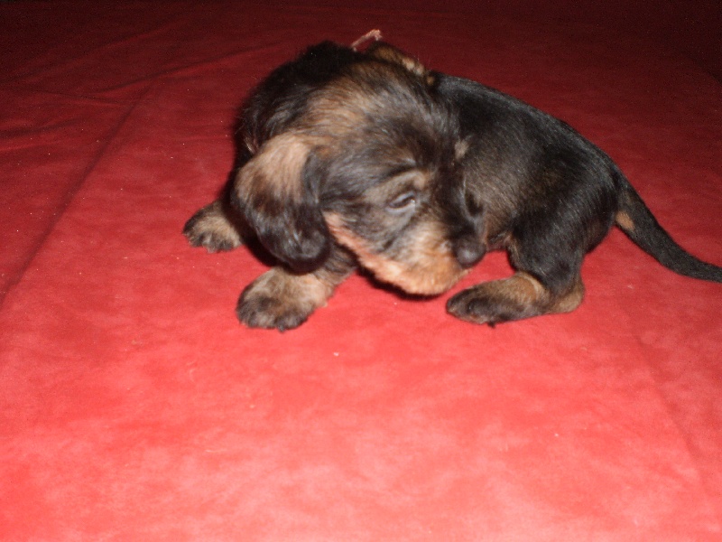 CHIOT